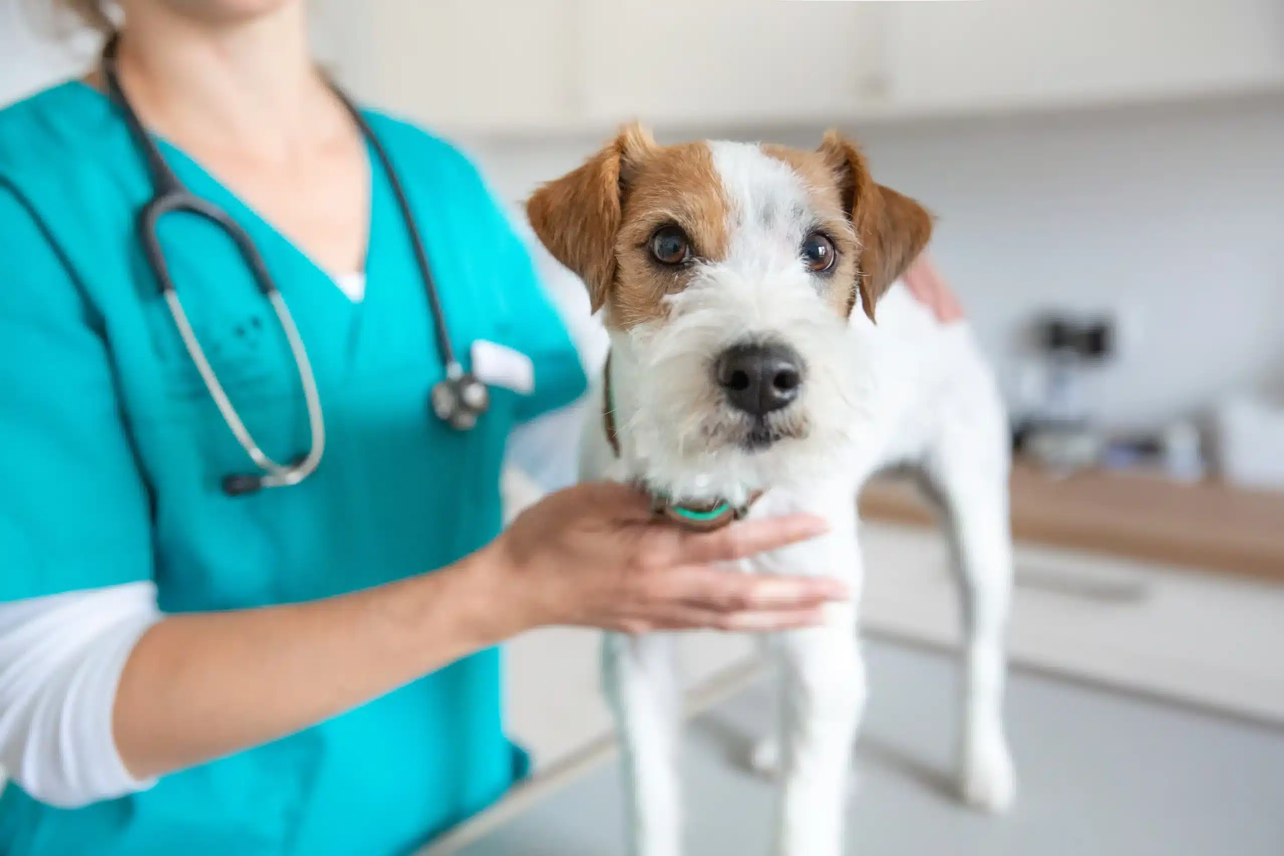 Tierarztpraxis Schwerte Hundetierarzt
