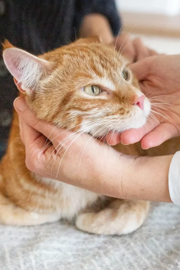 Tierarztpraxis Schwerte Katzentierarzt